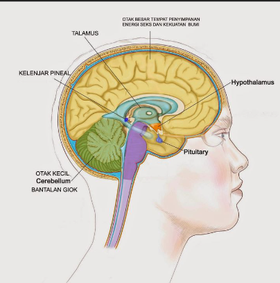 les bienfaits des huiles essentielles sur notre cerveau